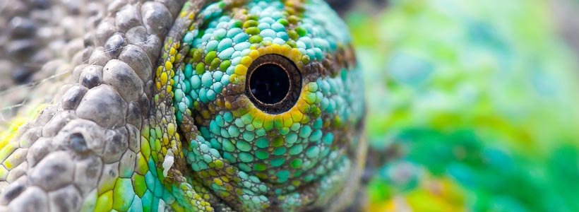 Chameleons Eye